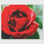Herrliche rote Rose mit Morgentauben Geschenkpapier (Flach)