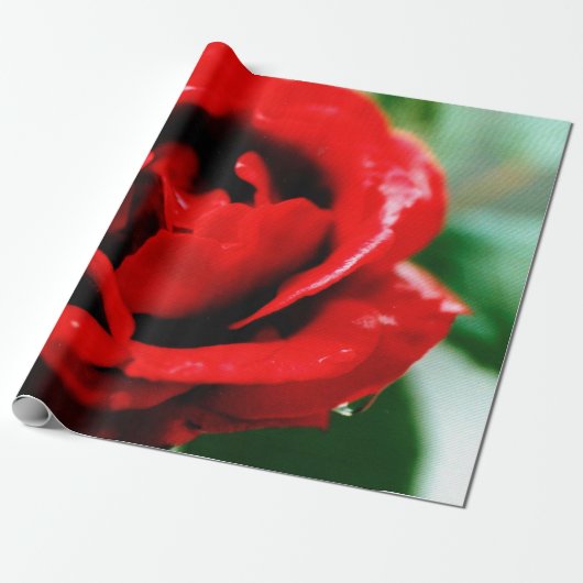 Herrliche rote Rose mit Morgentauben Geschenkpapier (Ungerollt)