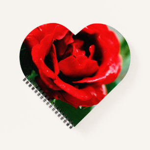 Herrliche rote Rose mit Morgentauben Notizblock