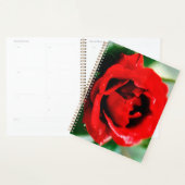 Herrliche rote Rose mit Morgentauben Planer (Anzeige)