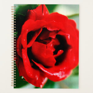 Herrliche rote Rose mit Morgentauben Planer