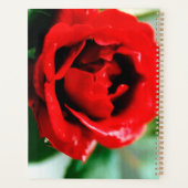 Herrliche rote Rose mit Morgentauben Planer (Rückseite)