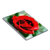 Herrliche rote Rose mit Taubstropfen Notizblock (Rechte Seite)