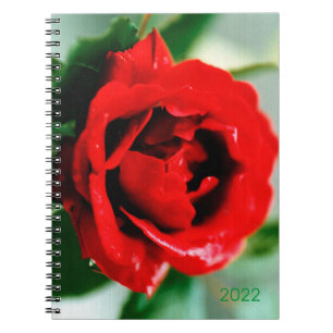 Herrliche rote Rose mit Taubstropfen Notizblock