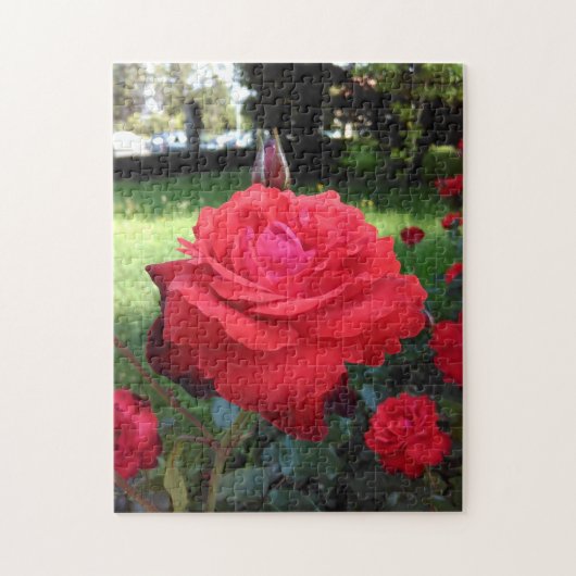 Herrliche Rote Rosen Puzzle (Vertikal)