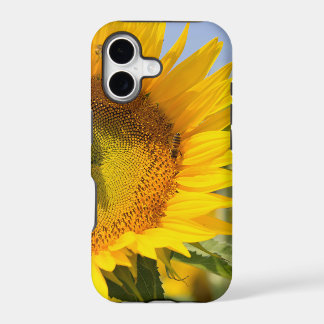 Herrliche Sonnenblumen!