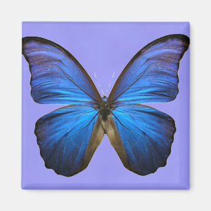 Herrlicher blauer Morpho Schmetterling Magnet