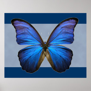 Herrlicher blauer Morpho Schmetterlings-Druck Poster