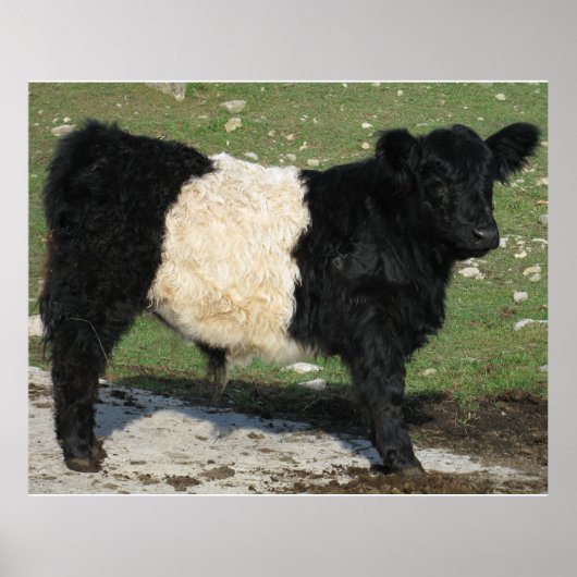 Herrlicher Galloway Steer Cutout Beltie Farm Poster (Vorne)