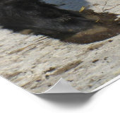 Herrlicher Galloway Steer Cutout Beltie Farm Poster (Ecke)