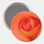 Herrlicher Orange Rose Bud Magnet (Vorderseite/Rückseite)