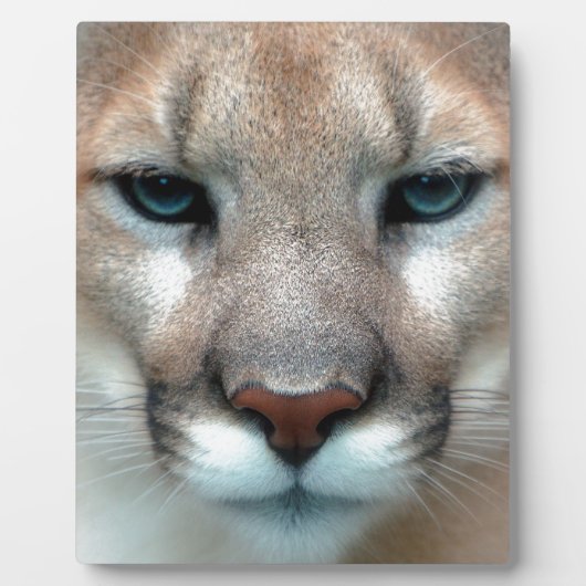 HERRLICHER PUMA FOTOPLATTE (Vorderseite)