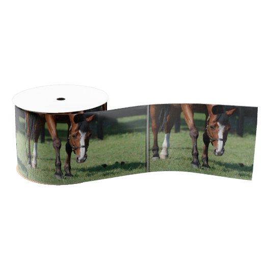 Herrlicher Quarterhorse Ripsband (Spule)