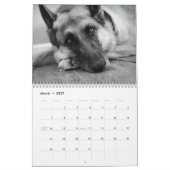 Herrlicher Schäferhund-Kalender Kalender (Mär 2027)