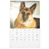 Herrlicher Schäferhund-Kalender Kalender (Feb 2026)