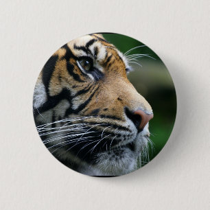 Herrliches bengalisches Tiger-Gesicht Button