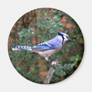 Herrliches blaues Jay Magnet