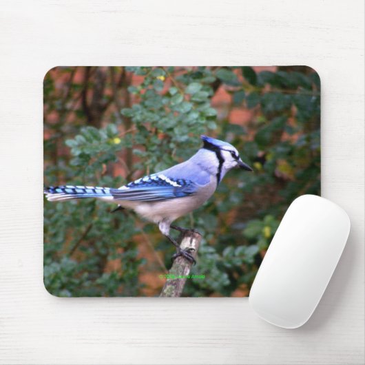 Herrliches blaues Jay Mousepad (Mit Mouse)
