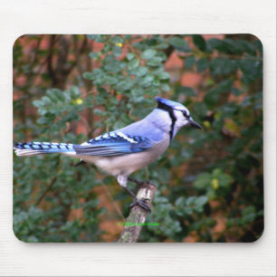 Herrliches blaues Jay Mousepad