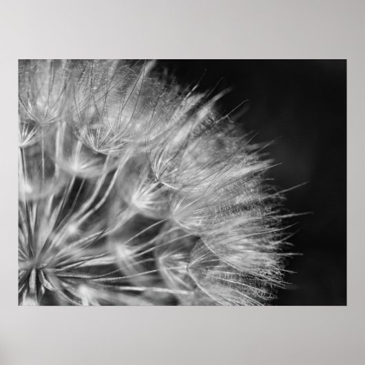 Herrliches Detail Pusteblume in schwarz weiß Poster (Vorne)