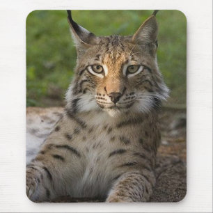 herrliches Luchsstillstehen Mousepad