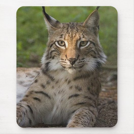 herrliches Luchsstillstehen Mousepad (Vorne)