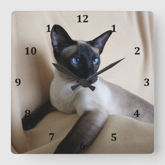 Herrliches siamesische Katzen-Gesicht Quadratische Wanduhr (Vorderseite)