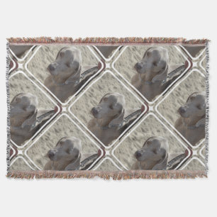 Herrliches Weimaraner Decke