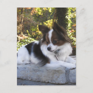 Hershey Kiss Hero Kennel Merchandise Postkarte