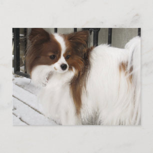 Hershey Kiss Hero Kennel Merchandise Postkarte