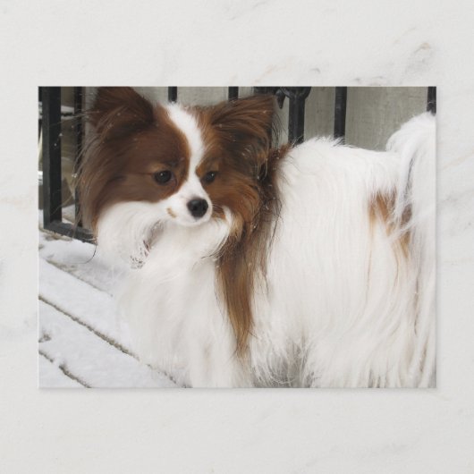 Hershey Kiss Hero Kennel Merchandise Postkarte (Vorderseite)