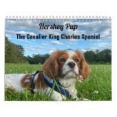 Hershey Pup Cavalier King Charles Spaniel Calendar Kalender (Titelbild)