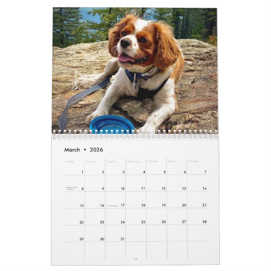 Hershey Pup Cavalier King Charles Spaniel Calendar Kalender (Mär 2026)