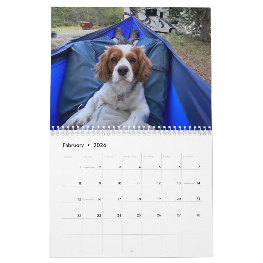 Hershey Pup Cavalier King Charles Spaniel Calendar Kalender (Feb 2026)