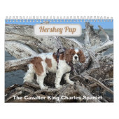 Hershey Pup Cavalier King Charles Spaniel Calendar Kalender (Titelbild)