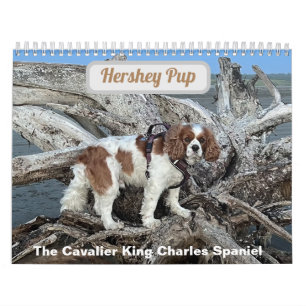 Hershey Pup Cavalier King Charles Spaniel Calendar Kalender