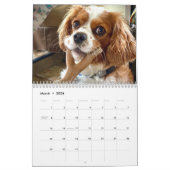 Hershey Pup Niedlich Cavalier King Charles Calenda Kalender (Mär 2026)