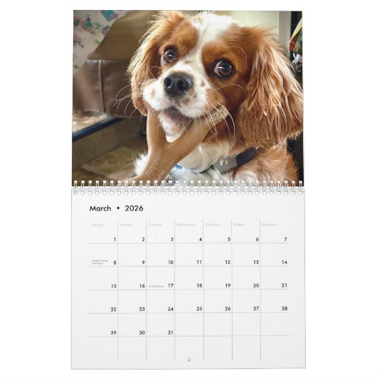 Hershey Pup Niedlich Cavalier King Charles Calenda Kalender (Mär 2026)