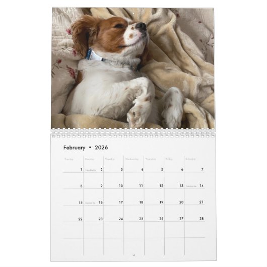 Hershey Pup Niedlich Cavalier King Charles Calenda Kalender (Feb 2026)