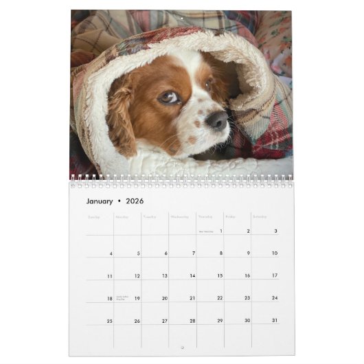 Hershey Pup Niedlich Cavalier King Charles Calenda Kalender (Jan 2026)