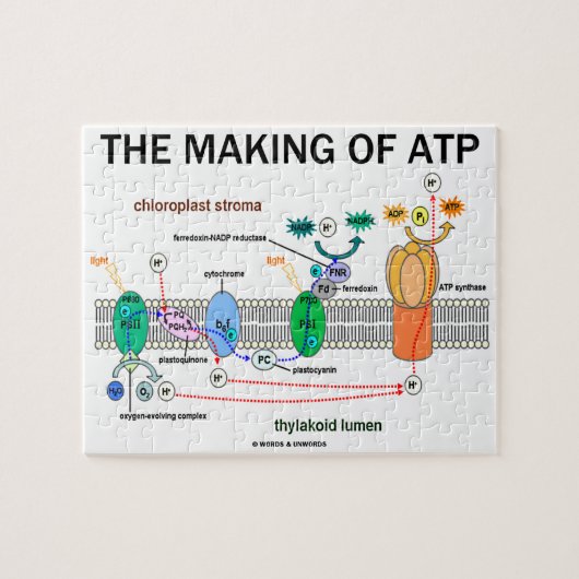 Herstellung der fotosynthetischen ATP-Einstellung Puzzle (Horizontal)