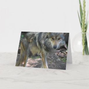 Herumstreichende Wolf-Gruß-Karte Karte