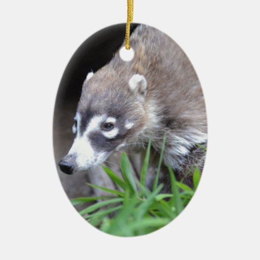 Herumstreichender Coati Keramikornament (Vorne)