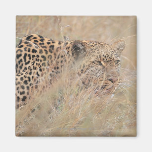 Herumstreichender Leopard, der in der Wiese sich Magnet