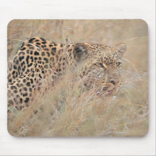 Herumstreichender Leopard, der in der Wiese sich Mousepad