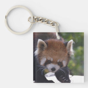 Herumstreichender roter Panda Schlüsselanhänger