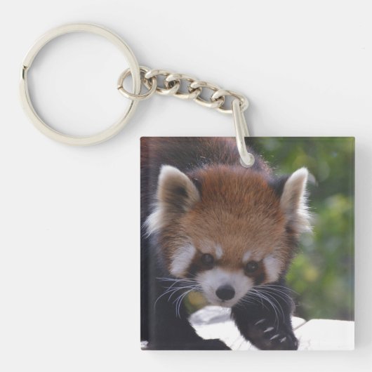 Herumstreichender roter Panda Schlüsselanhänger (Vorderseite)