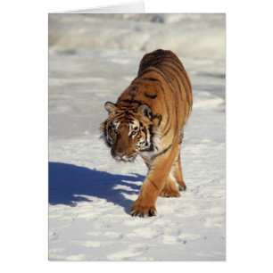 Herumstreichender Tiger