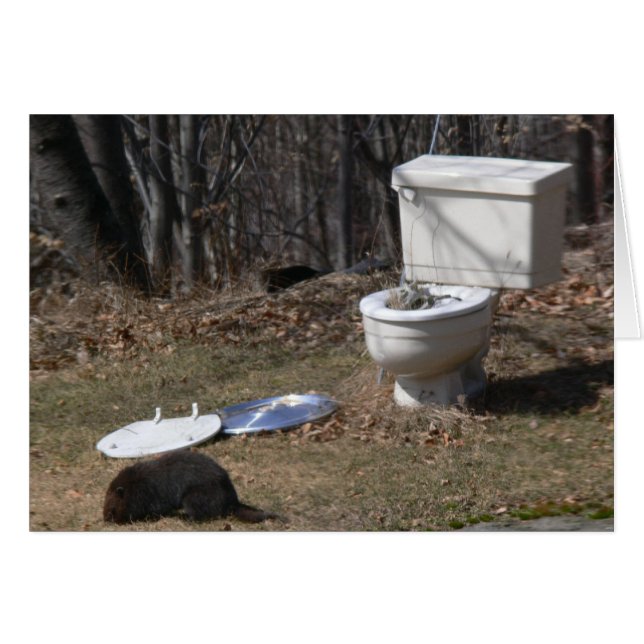 Herumsuchen Groundhog (Vorderseite (Horizontal))