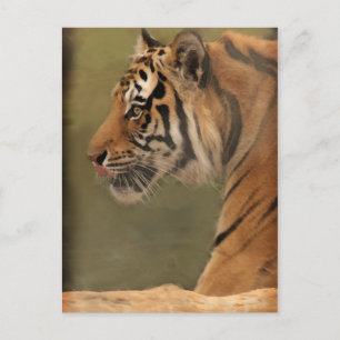 herumwerfen postkarte